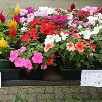 Kingsbury Foodstore - a variety of flowers for sale - Grocery Near Me - Burnaby, British Columbia Kingsbury Foodstore - a variety of flowers for sale - Grocery Near Me - Burnaby, British Columbia