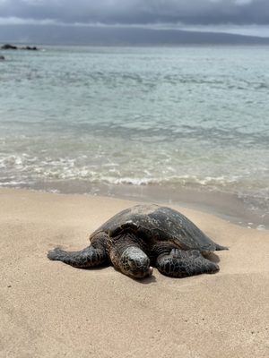 Slaughterhouse Beach by null