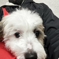 Meisels Animal Hospital