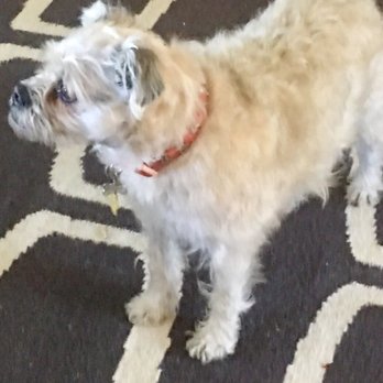 Naw's Paws - Before Naws Paws - Pet Groomers Near Me Naw's Paws - Before Naws Paws - Pet Groomers Near Me