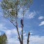 Photo of Nephi's Tree Care