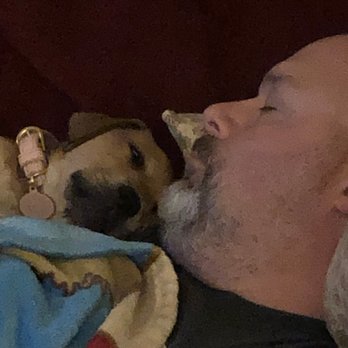 Mastiffs to Mutts - Nap time. - Pet Adoption Near Me Mastiffs to Mutts - Nap time. - Pet Adoption Near Me