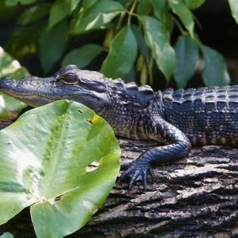 Sea Serpent Tour - Hello friend - Boat Tours Near Me - Saint Augustine, Florida