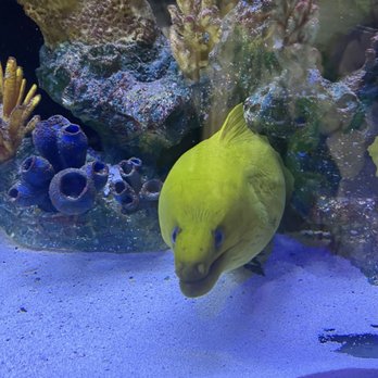 Dive Bar Restaurant - Fish tank eel - Seafood Near Me - Jupiter, Florida Dive Bar Restaurant - Fish tank eel - Seafood Near Me - Jupiter, Florida
