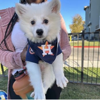 Petland Webster - Second dog from Petland that recently. - Pet Stores Near Me - Webster, Texas Petland Webster - Second dog from Petland that recently. - Pet Stores Near Me - Webster, Texas