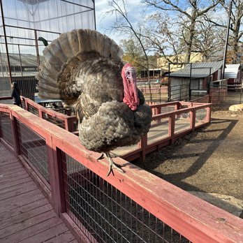 HOCHATOWN RESCUE CENTER AND PETTING ZOO Updated July 2024 223