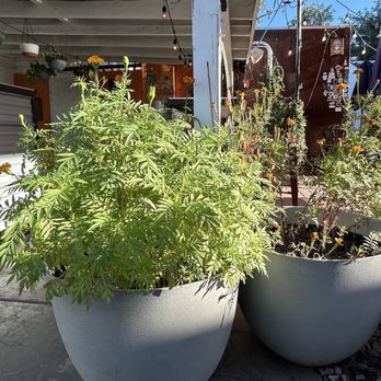 Malegria Cafe - Nice potted flowers - Mexican Near Me - Phoenix, Arizona Malegria Cafe - Nice potted flowers - Mexican Near Me - Phoenix, Arizona