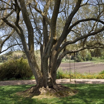 Red Hill Ranch - At one point I sat on the swing to test its rope strength.  It passed. - Fruits & Veggies Near Me - Petaluma, California