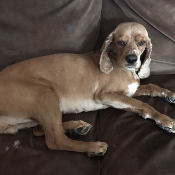 Avalyn's Paw Spa - Leeandra is happy without all the extra fur she had, thank you Cyril and crew! - Pet Groomers Near Me - Taos, New Mexico