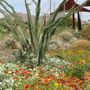 Photo of Chaparral Park