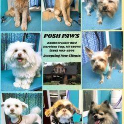 Posh Paws Pet Salon - A little example of what we can do.
