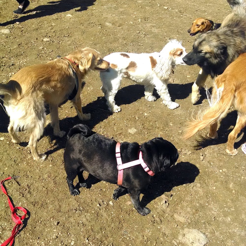 Forsberg Iron Spring Dog Park - So many butts to sniff - Dog Parks Near Me - Denver, Colorado Forsberg Iron Spring Dog Park - So many butts to sniff - Dog Parks Near Me - Denver, Colorado