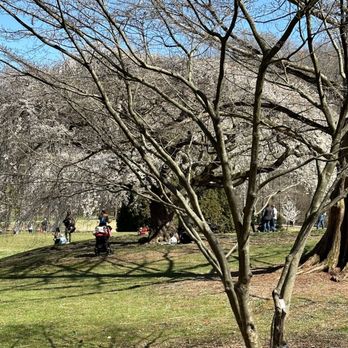 Brookside Gardens  - Other trees, that have not bloomed yet. - Botanical Gardens Near Me - Wheaton, Maryland