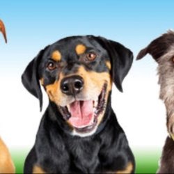 dog training solihull