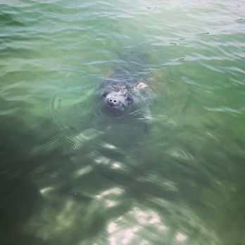 New Wave Eco Charters - And poked their noses out to say hi! - Boat Charters Near Me - Captiva, Florida
