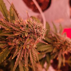 The Farm Weed Dispensary - New Castle