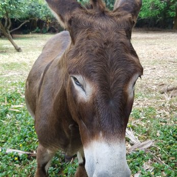 Leilani Farm Sanctuary - Animal Shelters Near Me - Haiku, Hawaii Leilani Farm Sanctuary - Animal Shelters Near Me - Haiku, Hawaii