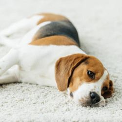 Smart Carpet Cleaning