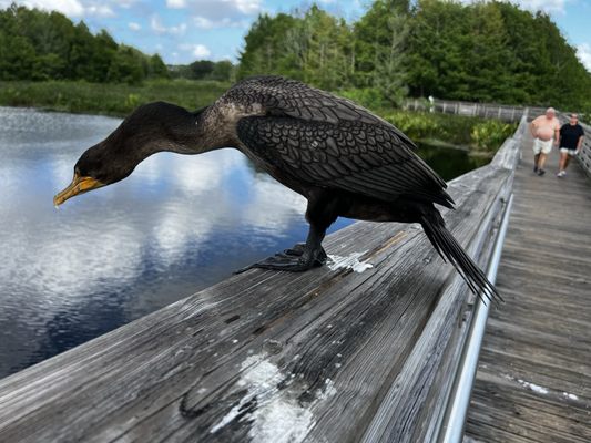 Green Cay Nature Center & Wetlands by null
