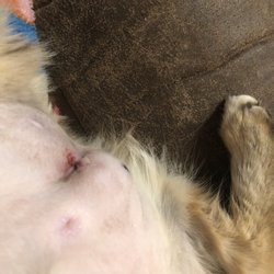 Limestone Veterinary Clinic - After surgery, knots