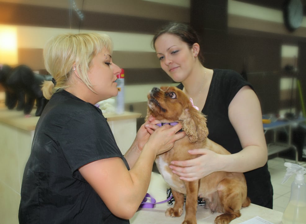 SWEEPS DOG GROOMING Updated September 2024 191 County Road