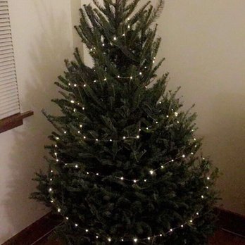 Ivy's Christmas Trees - Amazing customer service. I'll be going back every year from here on out! - Christmas Trees Near Me - Chicago, Illinois