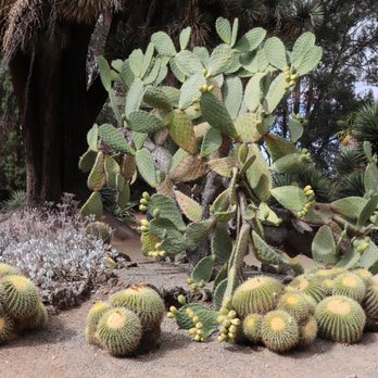 Arizona Garden - Botanical Gardens Near Me - Stanford, California Arizona Garden - Botanical Gardens Near Me - Stanford, California