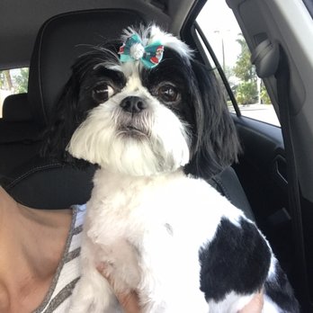 Bark Room - Lily Rose after here grooming - Pet Groomers Near Me - Boca Raton, Florida