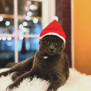 Mac Tabby Cat Cafe - Coffee & Tea Near Me - Concord, North Carolina Mac Tabby Cat Cafe - Coffee & Tea Near Me - Concord, North Carolina