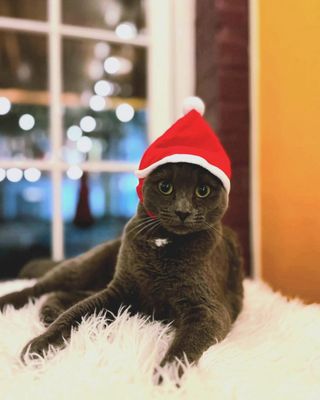 Mac Tabby Cat Cafe - Concord by null