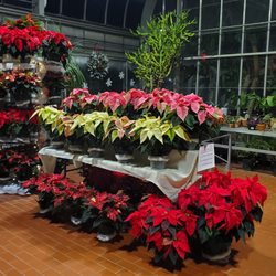 Potawatomi Conservatories - 2023 Poinsettia Sale