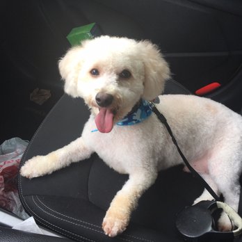 Pawz & Clawz - Pet Groomers Near Me - Bronx, New York Pawz & Clawz - Pet Groomers Near Me - Bronx, New York