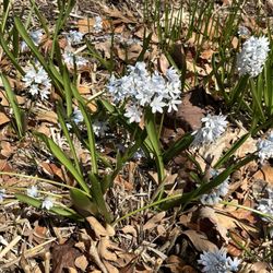 University of Minnesota Landscape Arboretum - Hyacinth