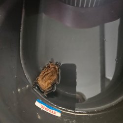 Clarity Pest Control - Bat control