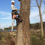 Photo of Pippin Tree Service