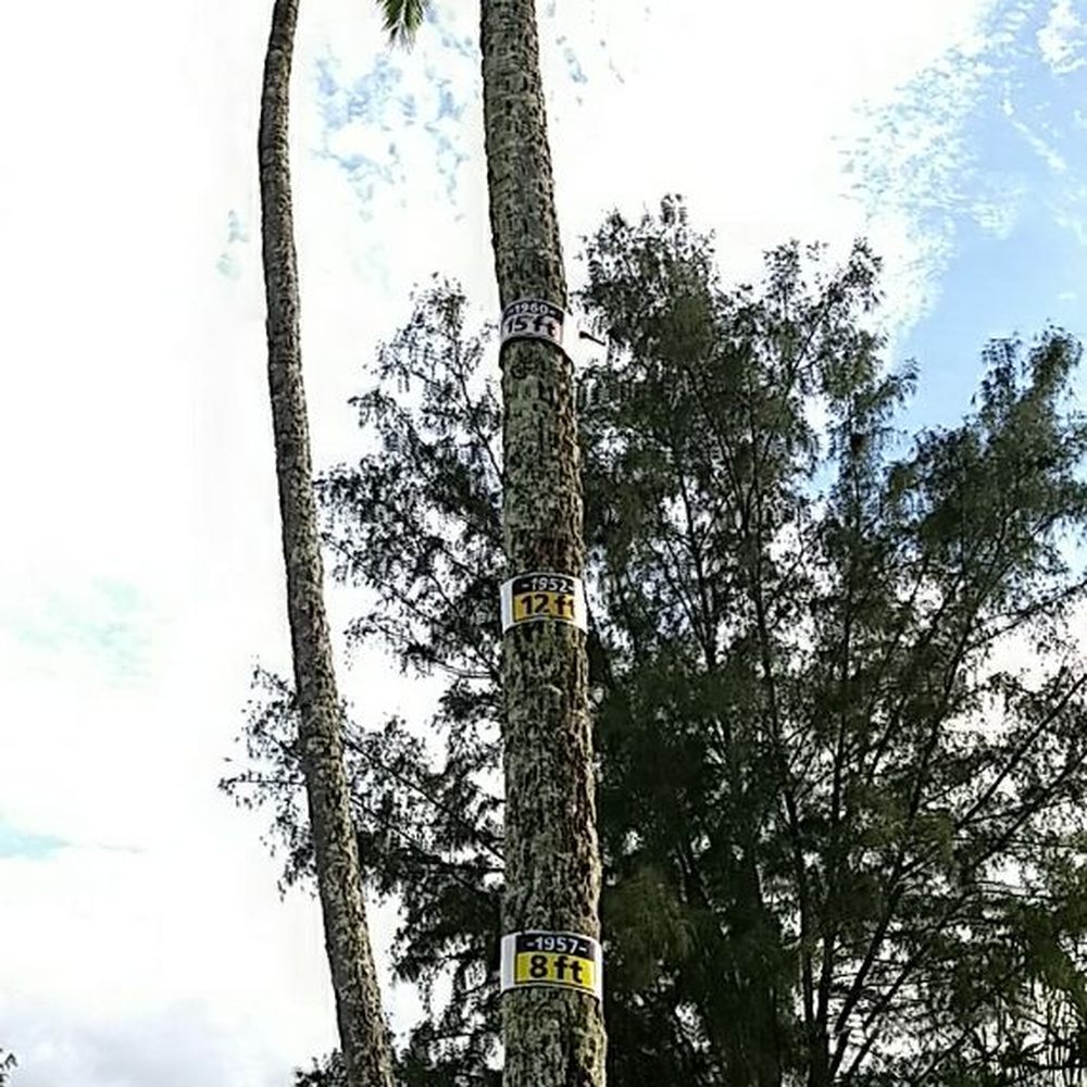 Coconut Island - Coconut tree with feet and year tsunami. - Parks Near Me - Hilo, Hawaii