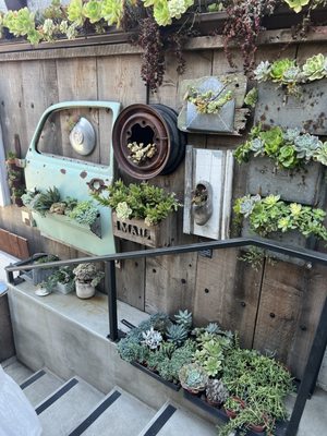 Succulent Coffee by null