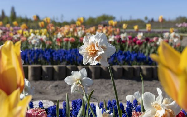 Tulip Valley Farms by null
