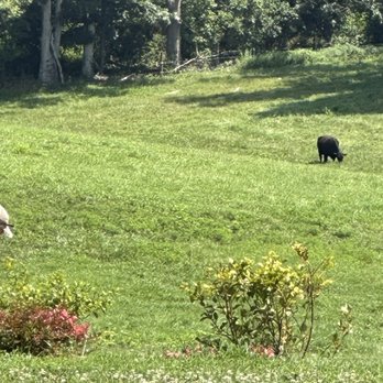 Chilly Hollow Brewing - Cow in pasture - Breweries Near Me - Berryville, Virginia