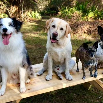 Coast Dogs Training - Pet Training Near Me - Sarasota, Florida