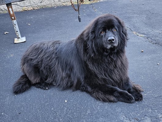Larger Dog Grooming - I work with all sized dogs from small to large! Call me for your appointment! Larger Dog Grooming - I work with all sized dogs from small to large! Call me for your appointment!