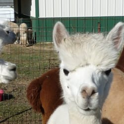 Ad Astra Alpacas