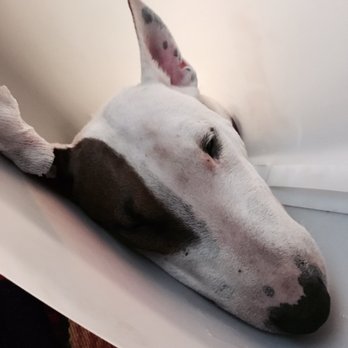 Edmonds Veterinary Hospital - Poor girl had a long and stressful day. - Veterinarians Near Me - Edmonds, Washington Edmonds Veterinary Hospital - Poor girl had a long and stressful day. - Veterinarians Near Me - Edmonds, Washington