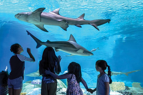 OdySea Aquarium by null