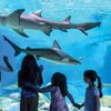 OdySea Aquarium gift card