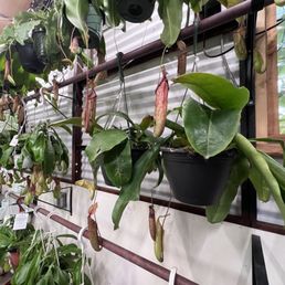 The image shows a display of Nepenthes pitcher plants hanging from a metal rack, with their distinctive elongated, pitcher-shaped leaves. Several other potted plants with broad green leaves are also visible, arranged on metal shelves against a wall with a corrugated surface. The setting appears to be an indoor nursery or garden shop specializing in exotic and indoor plants.