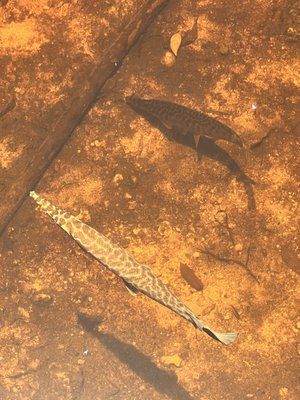 Big Cypress National Preserve by null