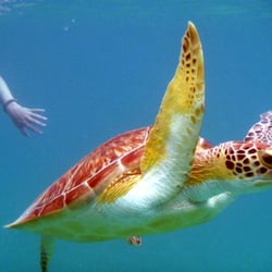 St Thomas Adventure Tours - Turtle - Honeymoon Bay, Water Island. Honeymoon Adventure (Snorkeling and Kayak Tour) with St. Thomas Adventure Tours