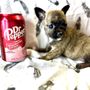 Photo of Nursing Puppies