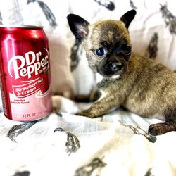 Nursing Puppies